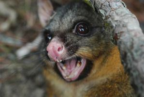 PEST: The debate over how to control possums continues.