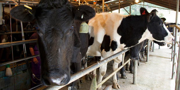 Physical dairy market prices have strengthened considerably after the past two very strong GlobalyDairyTrade (GDT) events. Photo / File