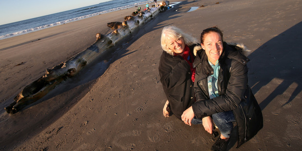 Rosalie Liddle Crawford (left) and Kate Percy on the Papamoa log near Harrisons Cut which was put on Trademe to sell last year. Photo/file