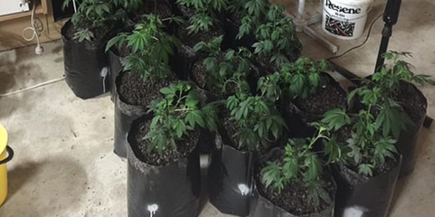 Some of the $100,000 worth of cannabis plants Trevor James Flood grew in his Raumanga home.