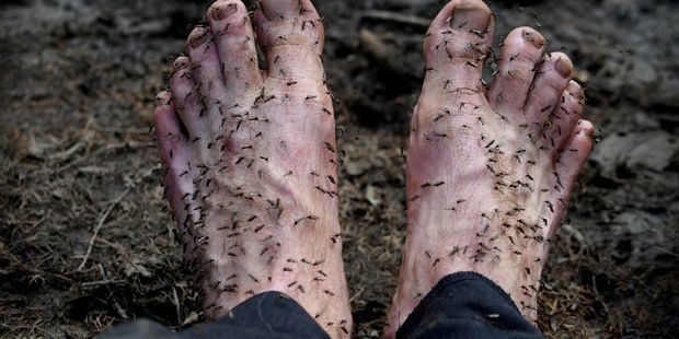 Mosquitoes are a near constant plague. Only the coldest mornings offer an hour or two of relief. Photo / Amos Chapple/RFE/RL
