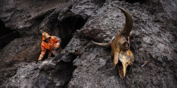 Remains of a prehistoric animal near a tusker's tunnel. Photo / Amos Chapple/RFE/RL