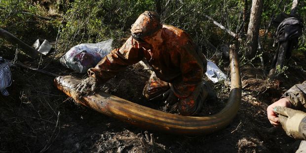 A mammoth tusk unearthed from the ground. Photo / Amos Chapple/RFE/RL