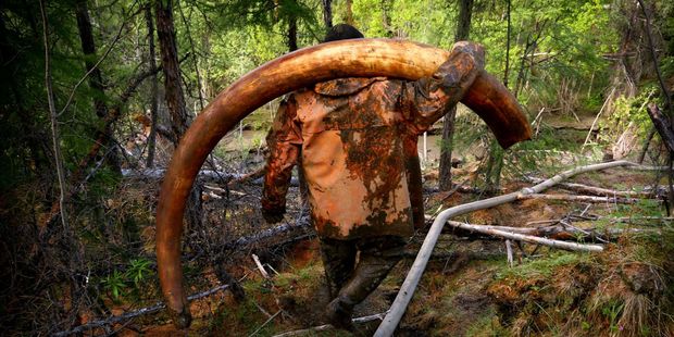 This 65kg tusk, photographed a moment after it was plucked from the permafrost, was sold for $34,000. Photo / Amos Chapple/RFE/RL
