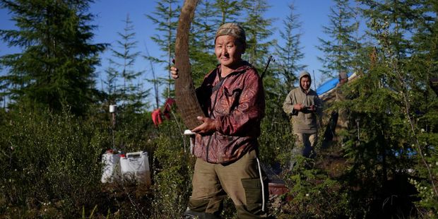 This woolly rhinoceros horn will probably end up in Vietnam and be ground into powder, then marketed as medicine. The 2.4kg horn was sold to an agent for $14,000. Photo / Amos Chapple/RFE/RL