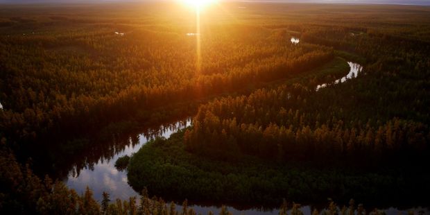 The number of tuskers across the Yakutia region, which is eight times the size of Germany, is increasing every year. Photo / Amos Chapple/RFE/RL