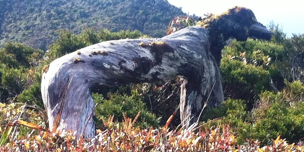 "While tramping in the upper Moehaus on the Coromandel, we came across this tree which resembles an Irish wolfhound," writes Kevin O'Sullivan.
