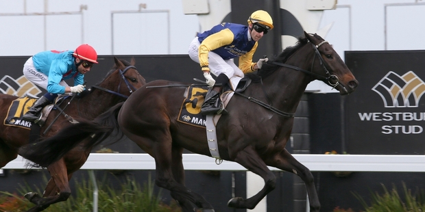 Kawi will attempt to repeat his success from last year in the Makfi Challenge Stakes today.