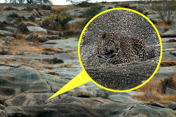 The leopard is perfectly camouflaged as it has a lie down on the rocks in Rajasthan, India. Photo / Caters News Agency