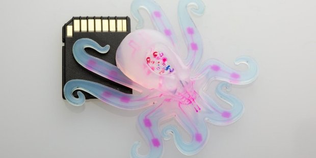 A team of Harvard University researchers has created the world's first autonomous, untethered, entirely soft robot, dubbed "the Octobot": Photo / Lori Sanders
