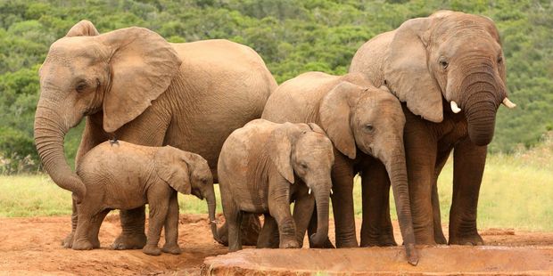 In recent decades, poaching has added a devastating new threat to elephant numbers. Photo / 123RF