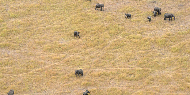 African savanna elephants graze in Serengeti National Park in Tanzania. Photo / AP