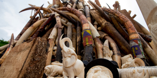 Ivory carvings and elephant tusks are placed in a pyre just before a Cameroon ivory burn. Photo / AP