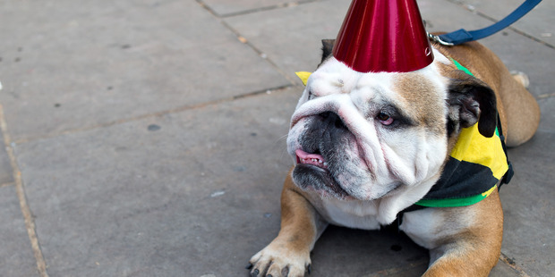 A dog wearing a Jamaican flag lays on the floor during the Notting Hill Carnival. Photo / Getty