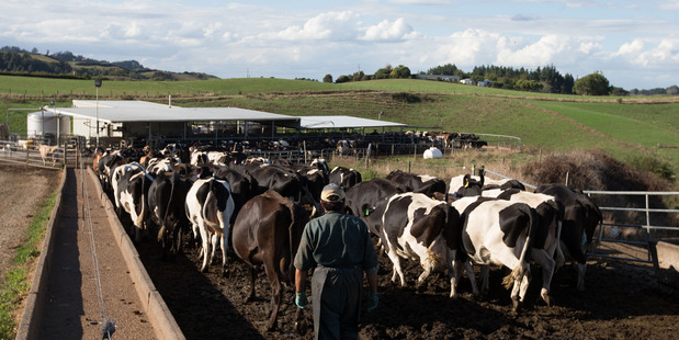 A farmer walks along as dairy cows make their way to a milking shed. Photo / Brendon O'Hagan