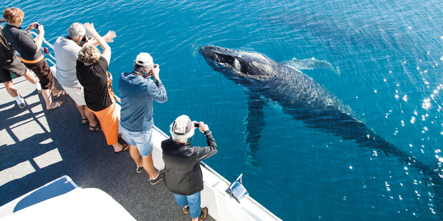 Whale watching at Hervey Bay. Photo / Tourism and Events Queensland