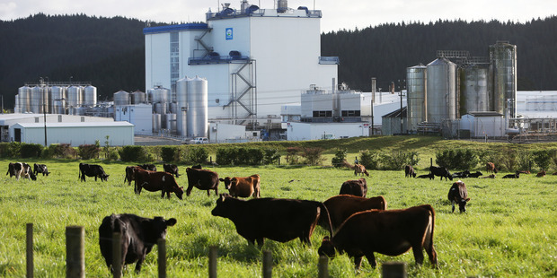 The economic problem New Zealand faces with dairy is not dairy per se, but rather a dominant focus on one particular product, whole milk powder. Photo / Northern Advocate