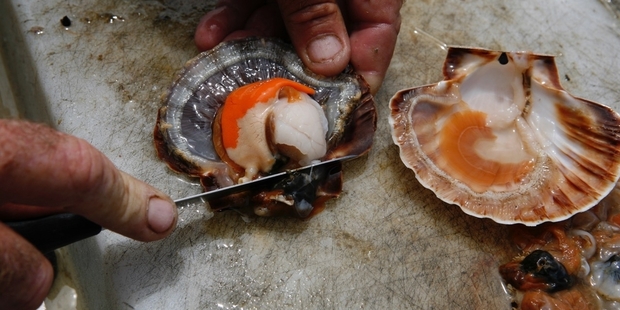 Scallops may be eaten at sea, but they still count as part of the daily quota of 20 per person. Picture / Geoff Thomas