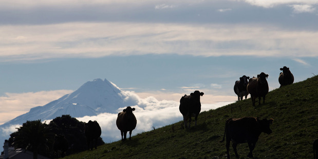 Cows on a dairy farm that supplies milk to Fonterra, with Mount Taranaki in the distance. Photo / Brendon O'Hagan