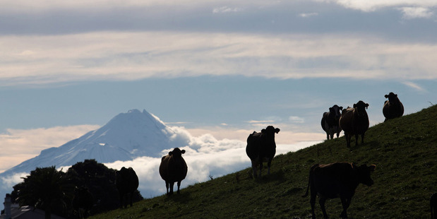 Low dairy prices are negatively affecting returns for 43 per cent of primary industry respondents. Photo / David Acker