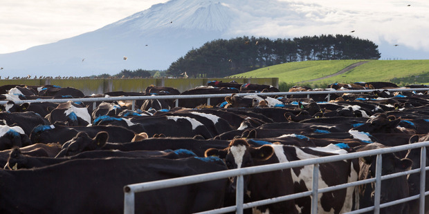 Cows on a dairy farm that supplies milk to Fonterra, with Mount Taranaki in the distance. Photo / Brendon O'Hagan