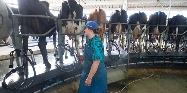 An employee prepares cows for milking in a milking pen. Photo / Brendon O'Hagan
