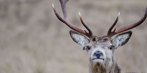 Lightning strike kills hundreds of reindeer