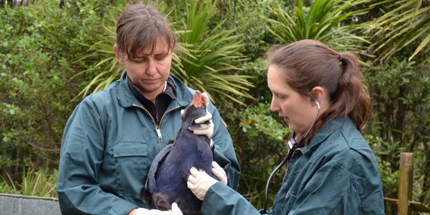 Photo / Auckland Zoo
