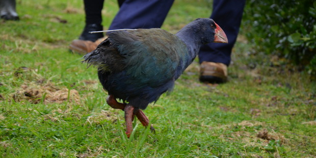 Photo / Auckland Zoo