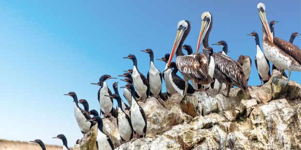 The Ballestas Islands on the Paracas Peninsula are an animal lover's paradise. Photo / 123RF