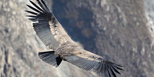 An Andean condor flying in the Colca Canyon. Photo / 123RF