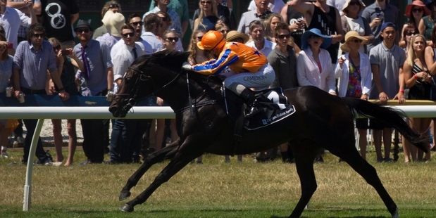 The best looking bloke at Flemington tomorrow Xtravagant will look even prettier to his fans should he win the Bobby Lewis Handicap. Picture / Nick Reed