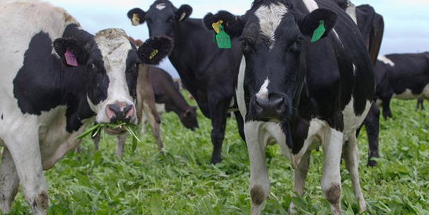 Jamie Mackay comments on Internet trolls who have been having a field day with the 500 missing dairy cows mystery. Photo / Mark Mitchell