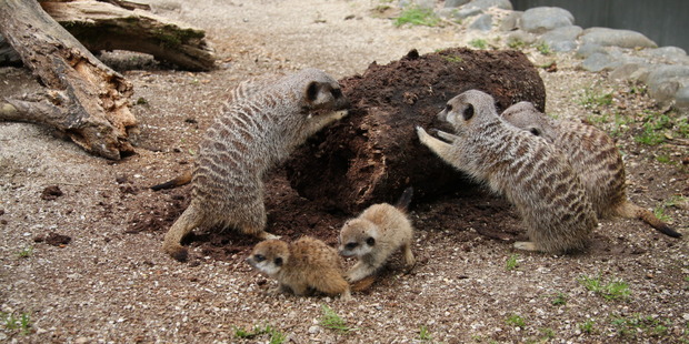Two baby meerkats enjoy a run around at Hamilton Zoo this week after their birth last month. Photo / Hamilton Zoo