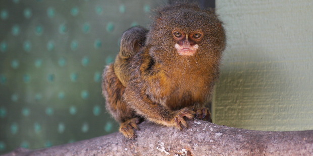 A baby pygmy marmoset - one of the smallest monkeys in the world - chills out after being born at Hamilton Zoo at the weekend. Photo / Hamilton Zoo