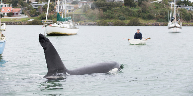 Nibble the orca made a scene in Whangarei Harbour on Saturday after becoming stranded, then freeing himself, before heading up the harbour. Photo / Ingrid Visser, Orca Research Trust