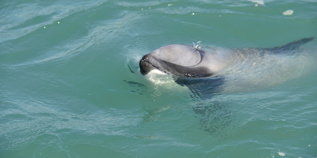 The dolphin was found to adapt easily to its breathing difficulties and over a three year period of observations. Photo / Supplied by Dr Steve Dawson