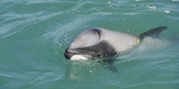 Scientists said it appeared to be completely health. Photo / Supplied by Dr Steve Dawson