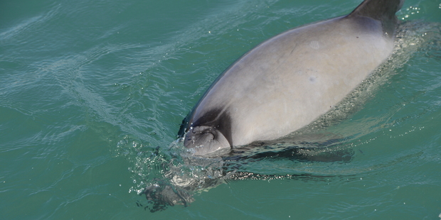 The dolphin could be heard taking gulps of air whenever it surfaced with its mouth open. Photo / Supplied by Dr Steve Dawson