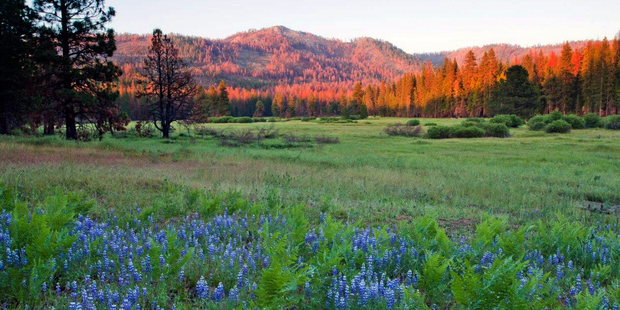 Ackerson Meadow will become part of Yosemite National Park in California. Photo / AP