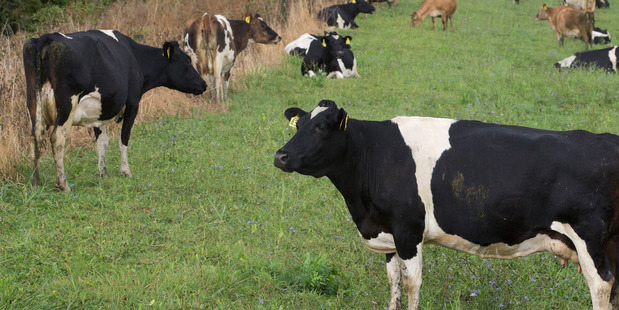 Police are investigating the theft of 500 cattle from an Ashburton property. Photo / Mark Mitchell