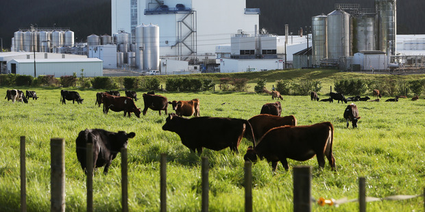Milk power prices are rising. Photo/file