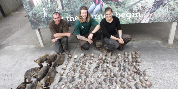 Rotorua Canopy Tours staff with the results of one nights trapping in Dansey Road Scenic Reserve, Rotorua. PHOTO/SUPPLIED