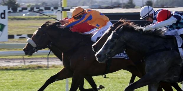 Heroic Valour gets up to beat The Soultaker and Wyndspelle at Ruakaka yesterday. Photo / Trish Dunell