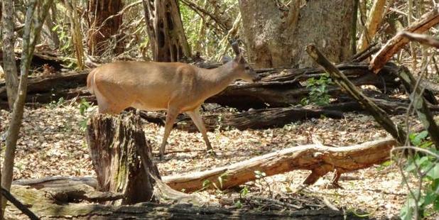 The family spotted deer in the area. Photo / Gary Burchett