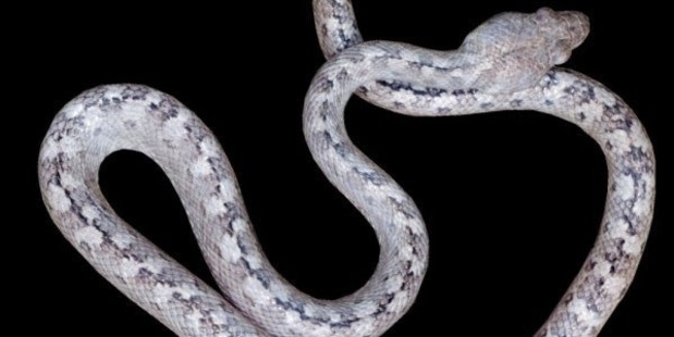 Scientists have just discovered in Madagascar the newly-discovered Madagascarophis lolo, or "ghost snake". Credit: Sara Ruane, Louisiana State University