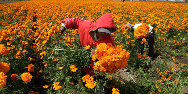 Workers cut the Cempazuchitl flower, used in the Dia de los Muertos celebration. Photo / Bloomberg, Susana Gonzalez