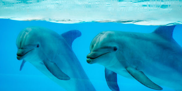Photo / 123rf.com