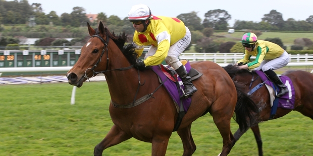 Cambridge galloper El Pescado will be hoping to upset Kawi in the Windsor Park Plate. Photo / Trish Dunell