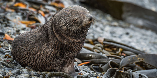 A young fur seal. Photo / 123RF
